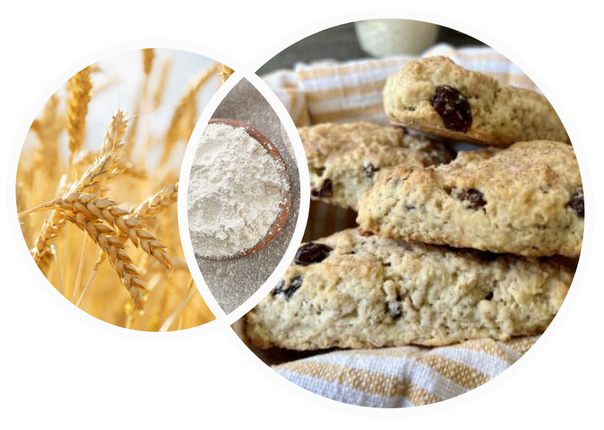 Intersecting circles of photographs, a field of wheat, bowl of flour and scones