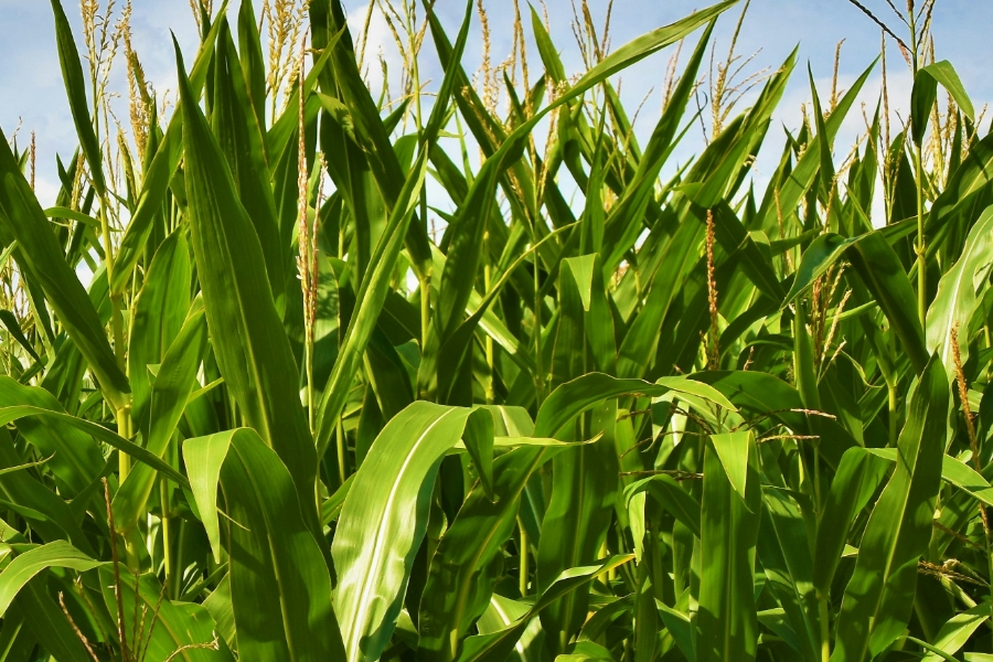 Field of corn with blue sky